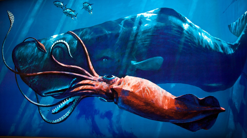 Sperm Whale vs Giant Squid | Architeuthis